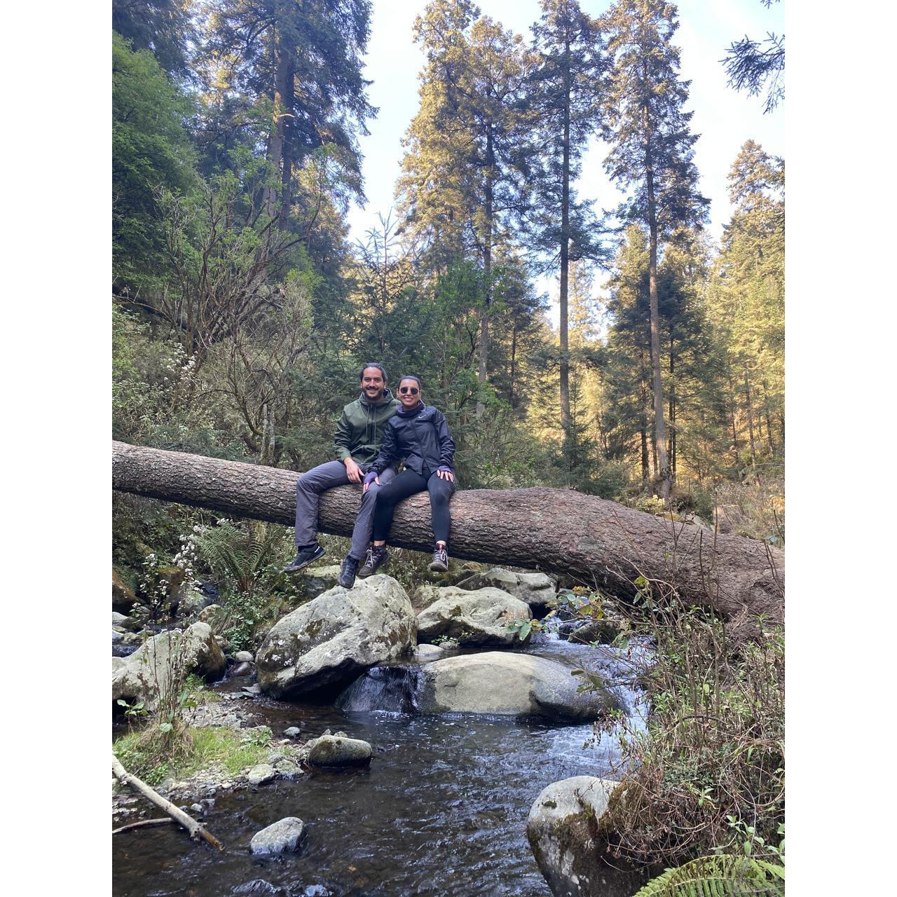No fue fácil escalar este árbol-