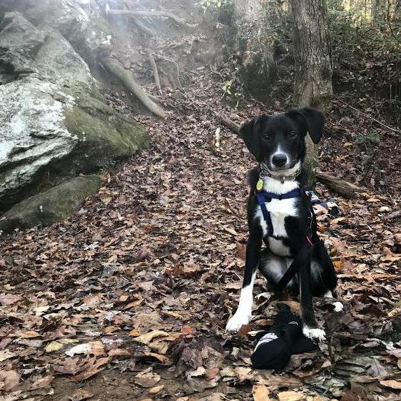 Our dog Hudson hanging out as Chris and I rick climb
