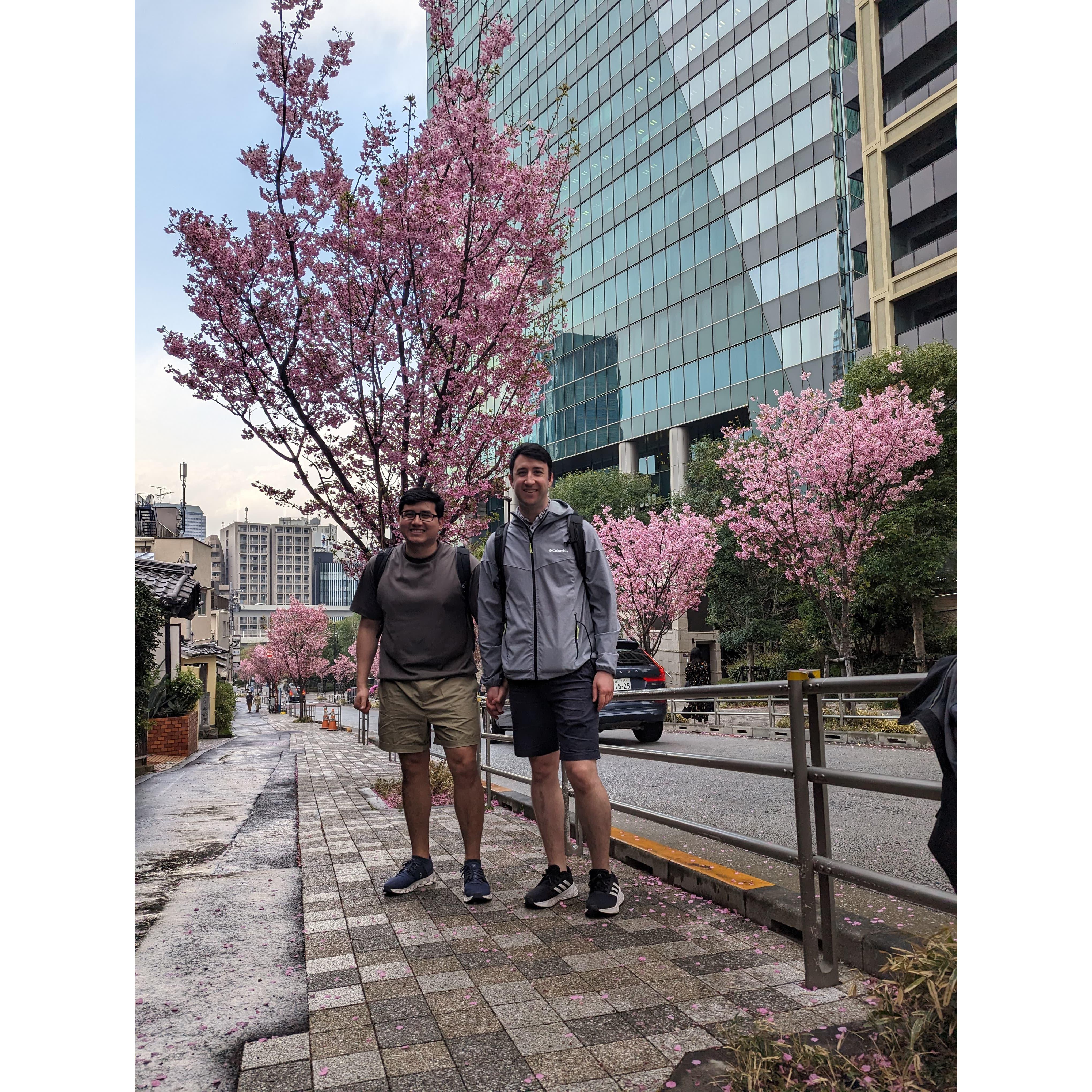 Sakuras!