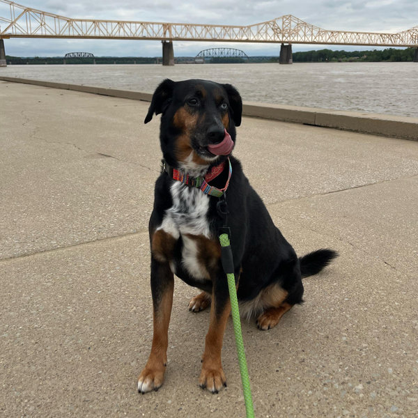 Bluegrass Pet Rescue