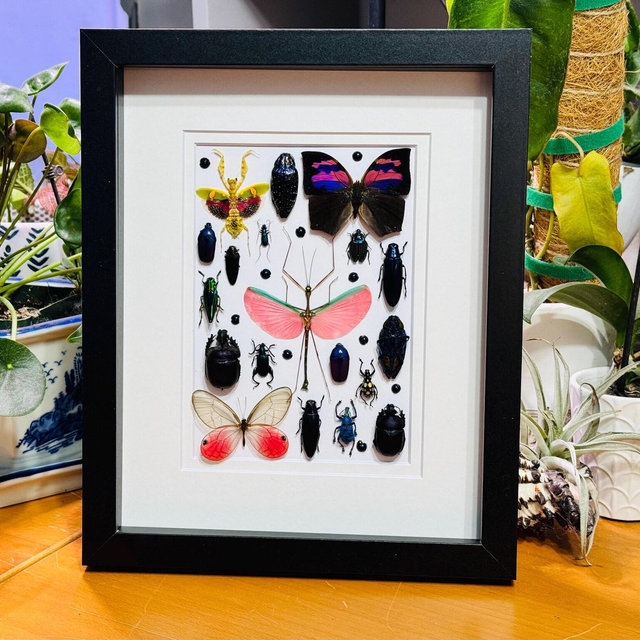 Insect Composition #1, One of a kind, Real Pink, Purple, Blue bugs, Mounted and framed insects arranged in a black shadowbox, preserved