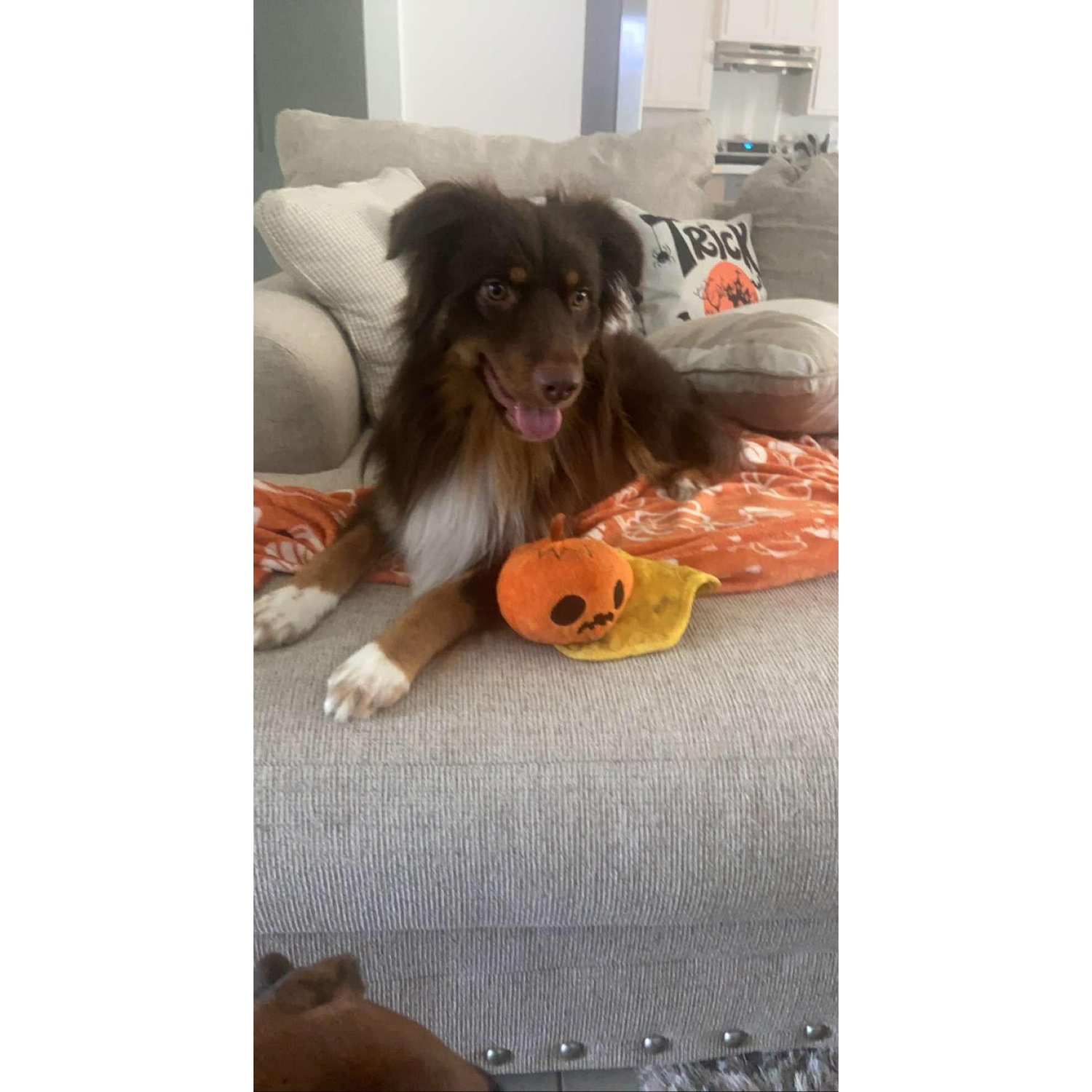 2 out of 3 of our children, OLLIE!