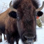 Yellowstone Wildlife Sanctuary