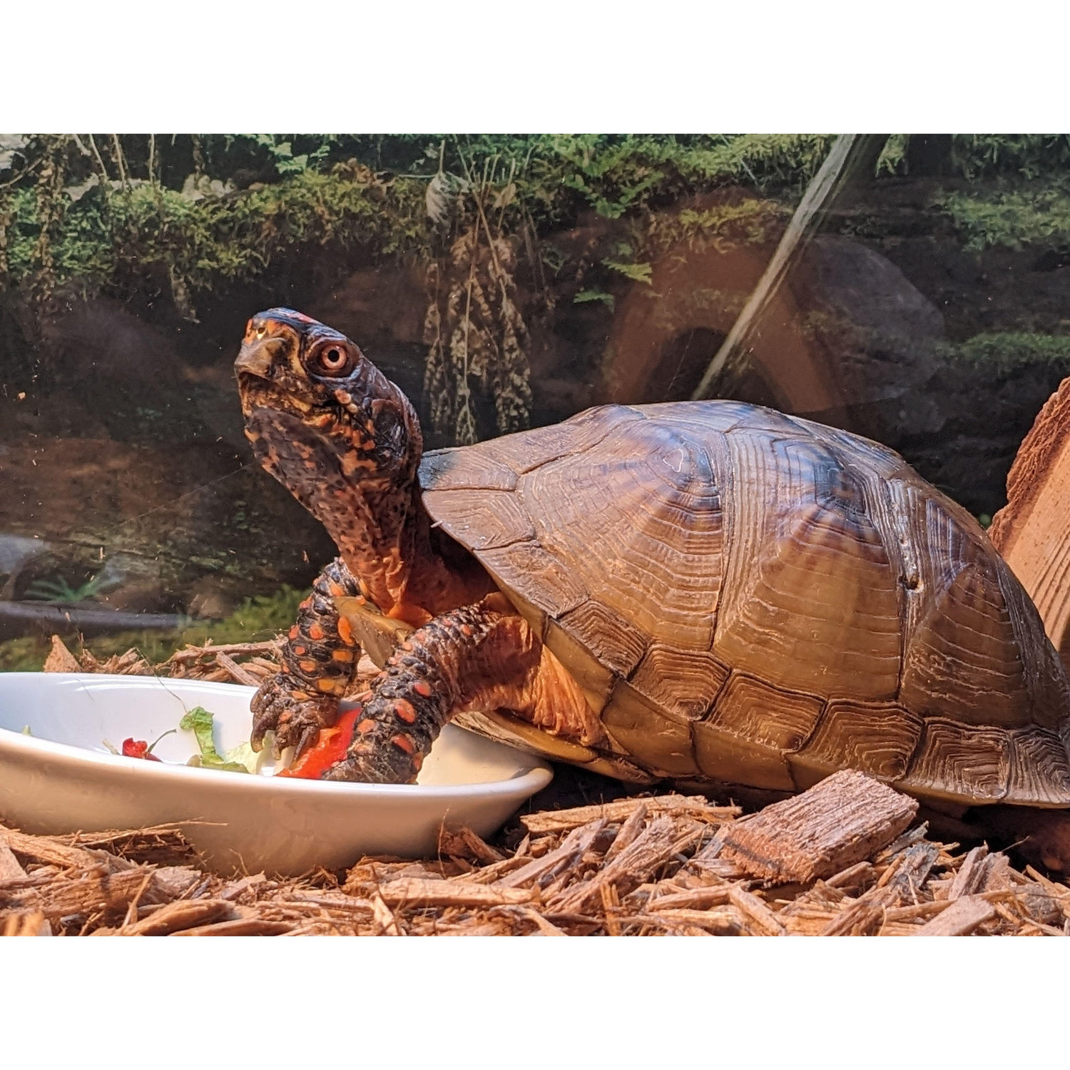 Spots, 3-toed Box turtle