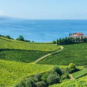Winery Excursion in Basque Country