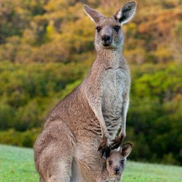 Our Australian and New Zealand Fund