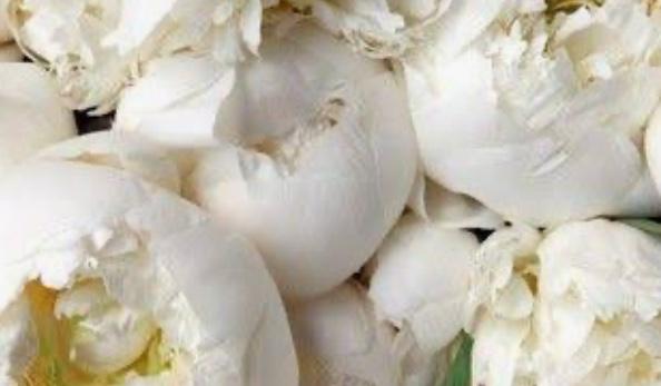 The Wedding Website of Alicia Domeniqu’e and MacLane August