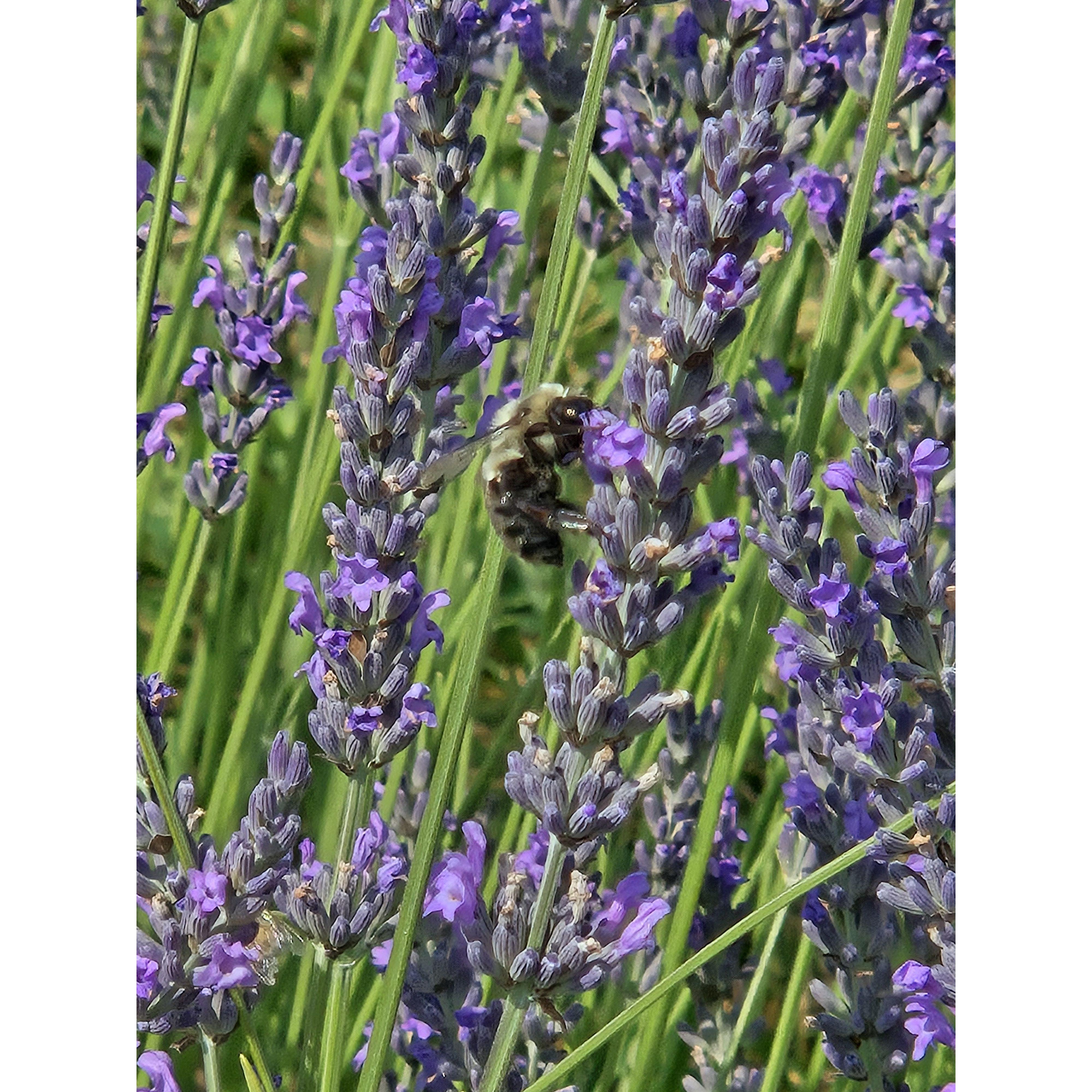 Kayleigh was taking pictures of bees while Josh and her aunt were setting up the proposal.