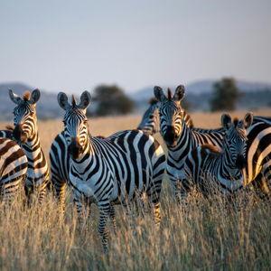 Honeymoon | Tanzania