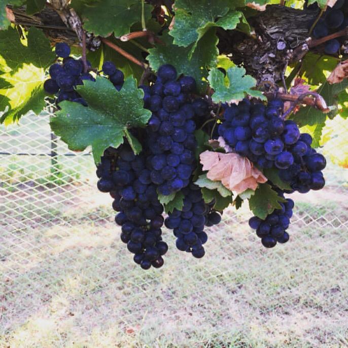 Narrow Path Winery grapes.