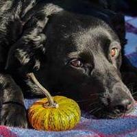 After the pictures were over Lil Missy here carried this pumpkin around the event showing off!