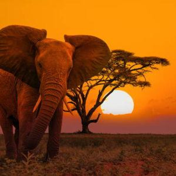 Safari Honeymoon