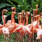 Sarasota Jungle Gardens