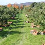 Bartlett's Orchard