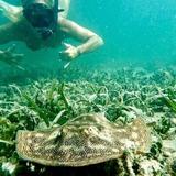 Snorkel Tour