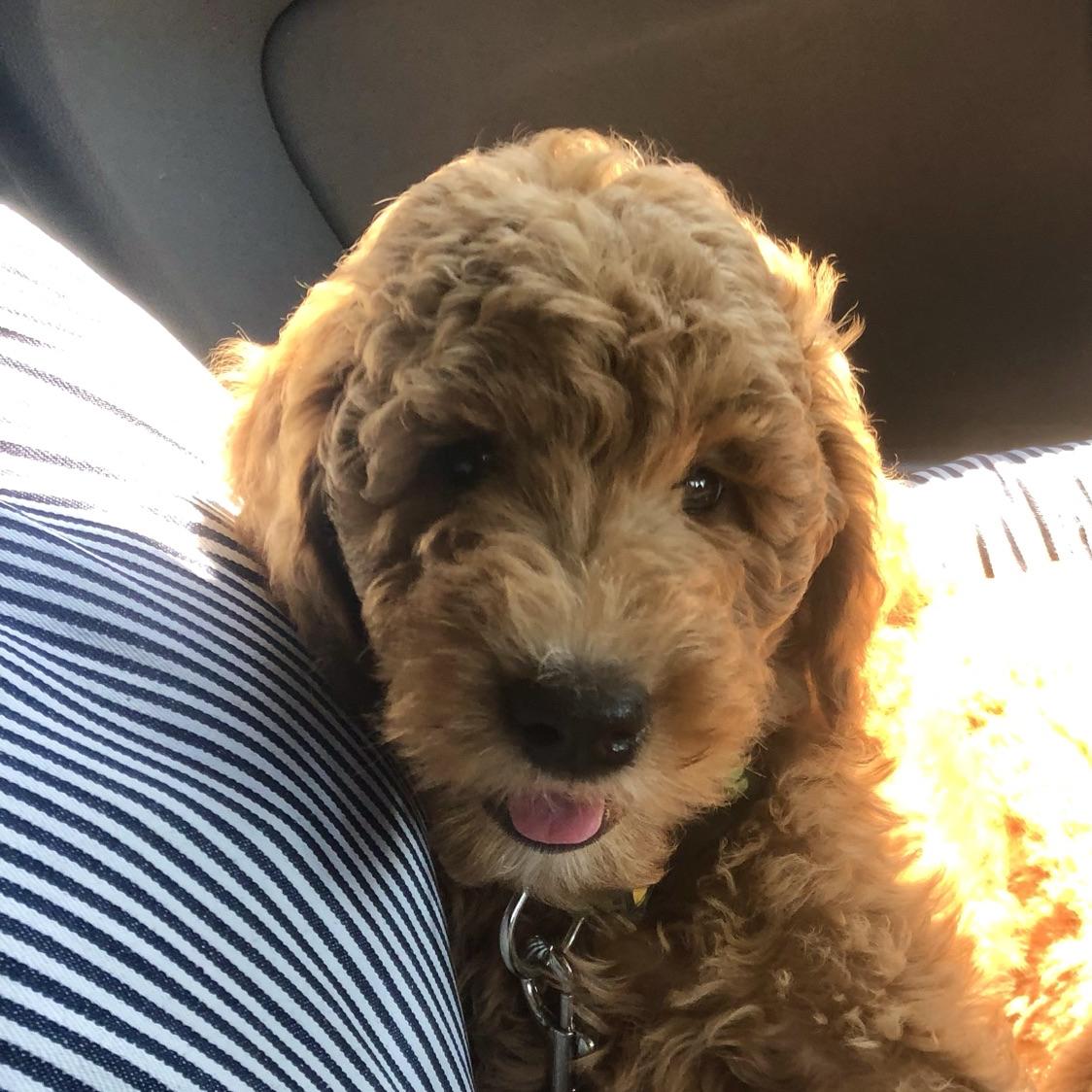 Our Puppy Mochi