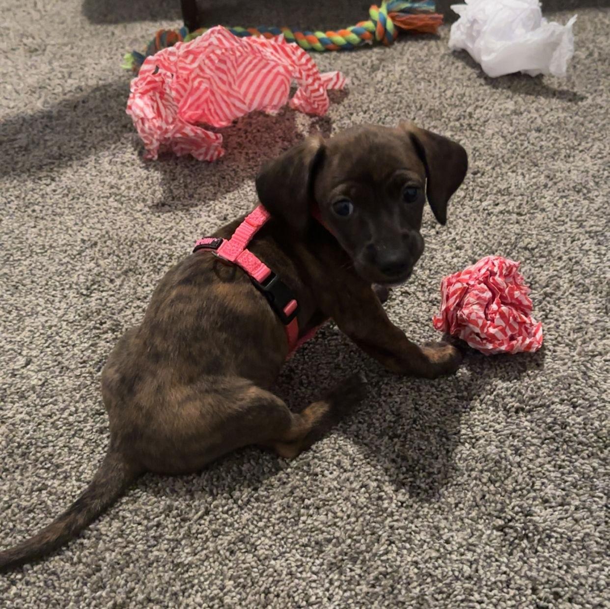 We got Minnie on January 2025!