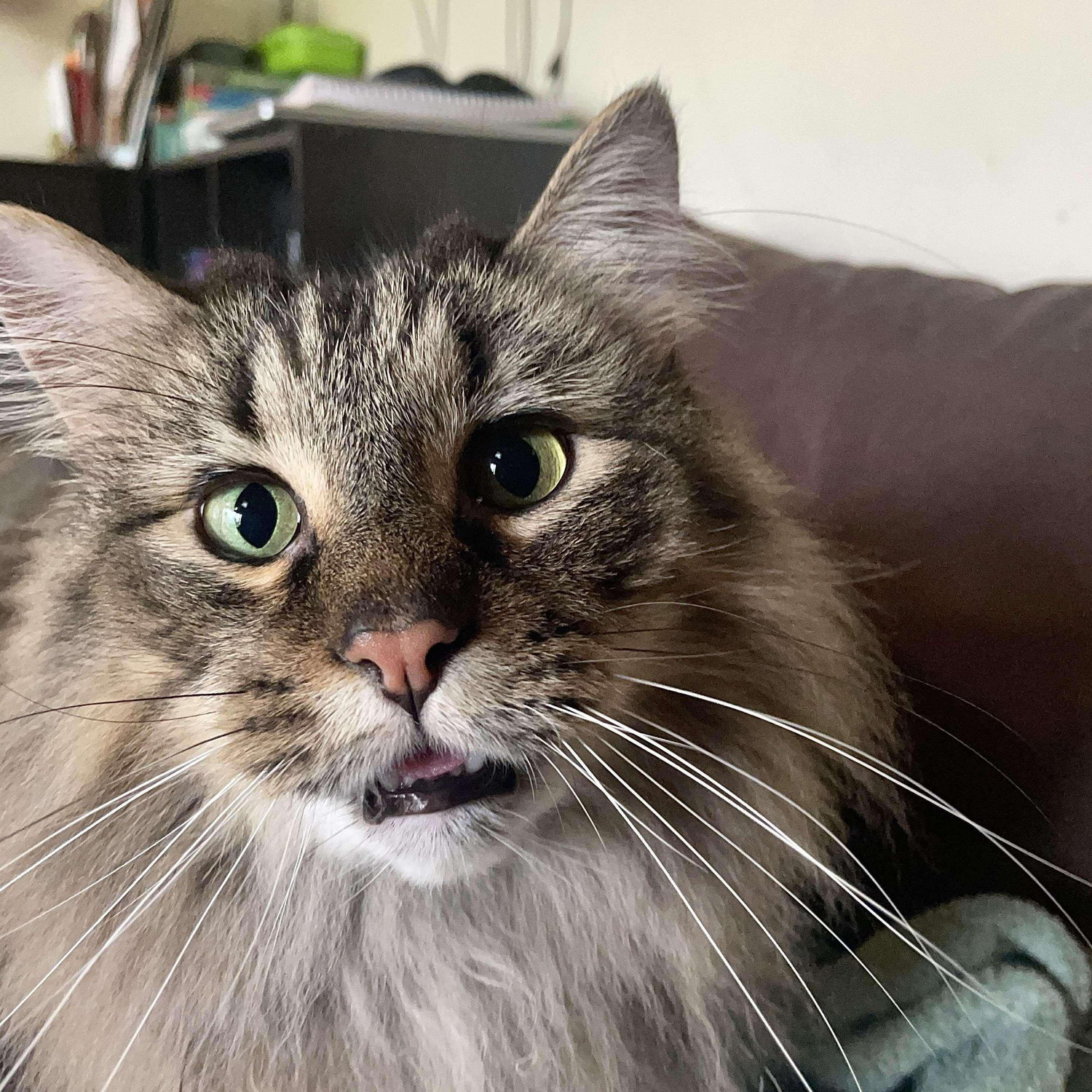 Hello from Pasta Again!