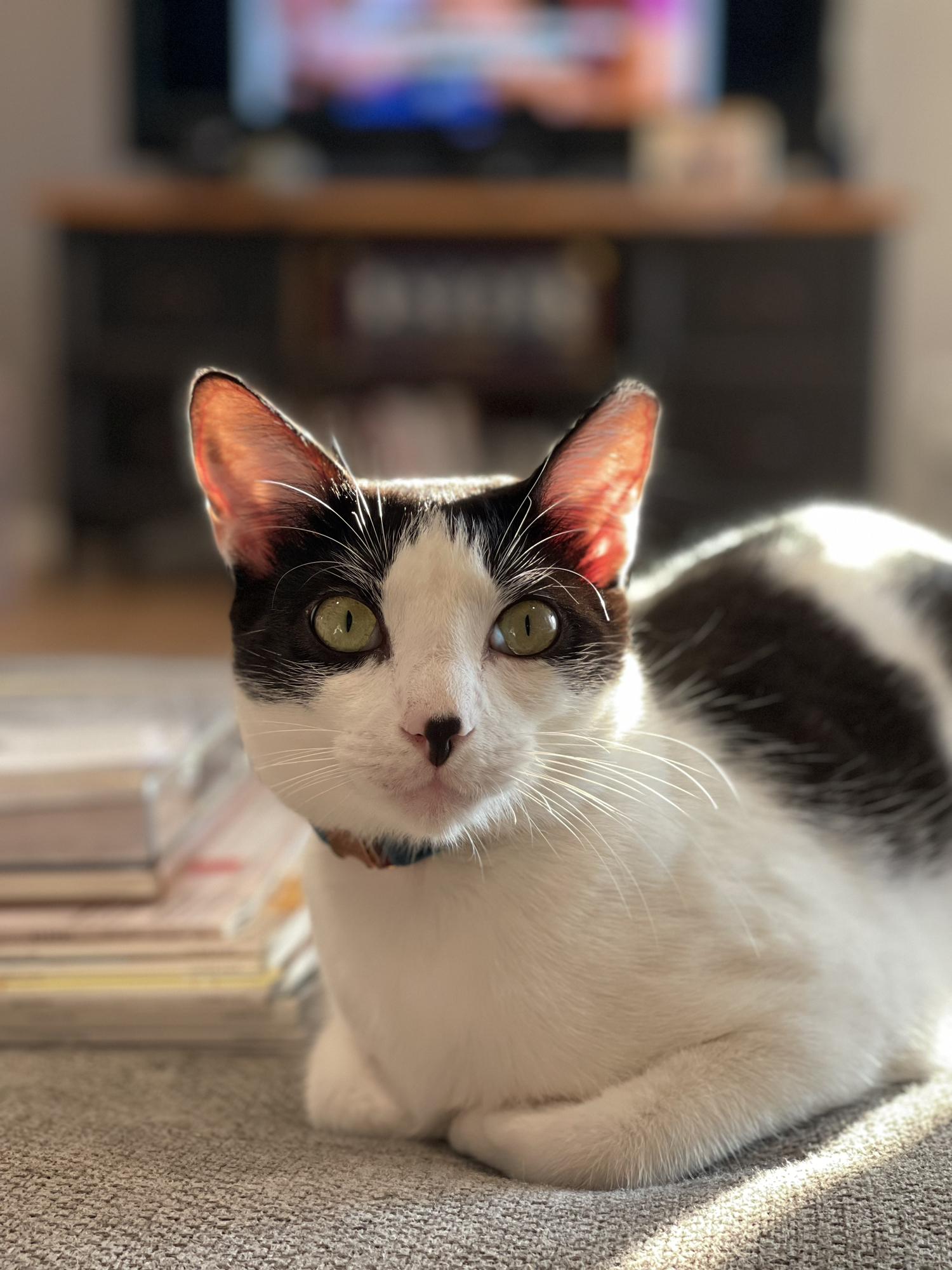 Our baby, Ollie
