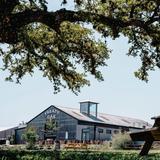 Treaty Oak Distilling