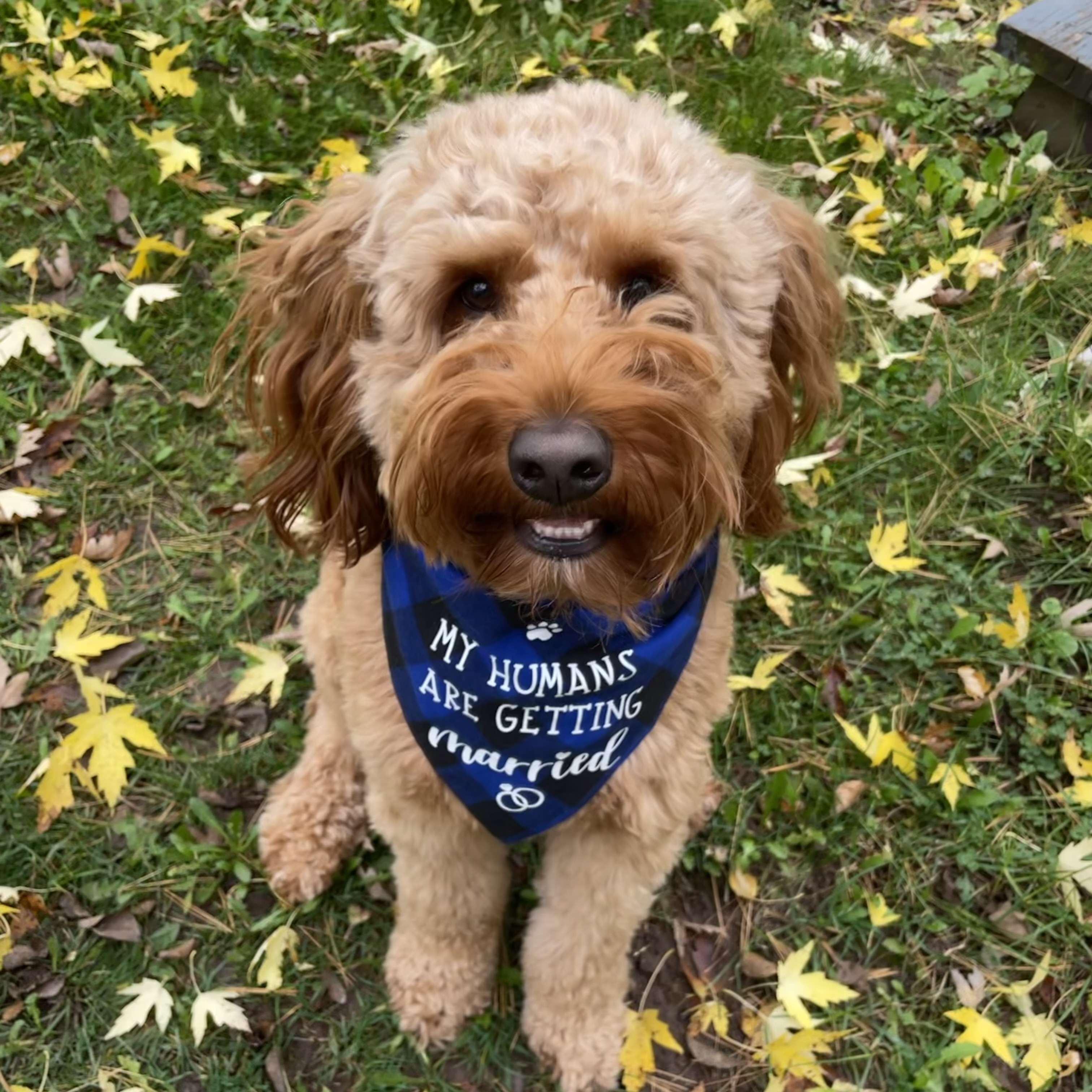 Of course Jamo had to have a scarf to celebrate as well!