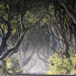 The Dark Hedges - Game of Thrones