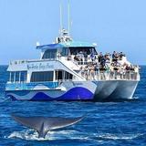 Go whale watching on Harbor Breeze Cruises