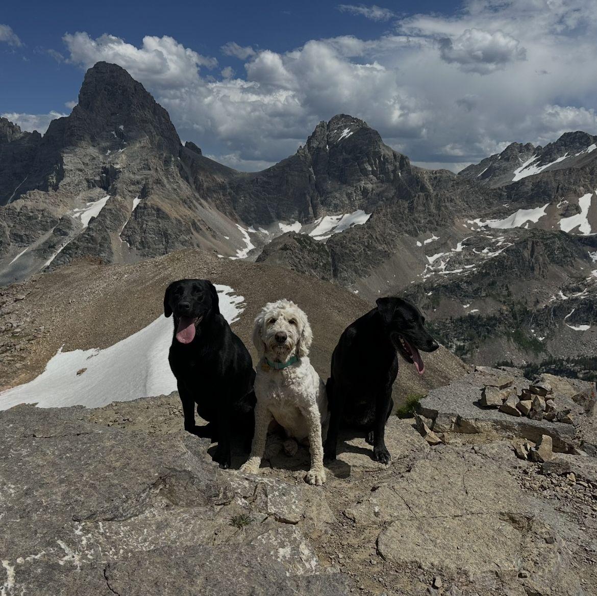 The Double Stuff crew, properly named after double stuff oreos. Bazal, Calla and Pipit (Trenton's parents dog).
