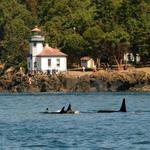 DO: Whale Watching @ Lime Kiln Point State Park