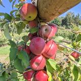 Aamodt's Apple Farm