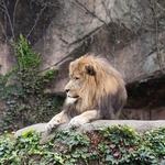 Lincoln Park Zoo