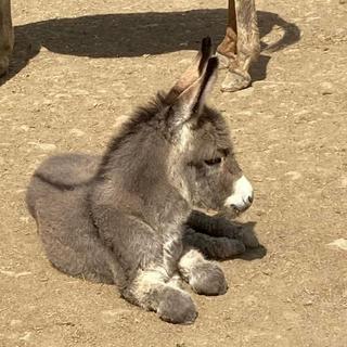 Donkey Sanctuary Tour for 2 - Bonaire