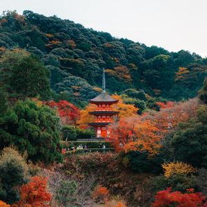 Japan Honeymoon Fund/Fondo de Luna de Miel en Japon