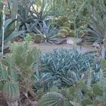 Moorten Botanical Garden