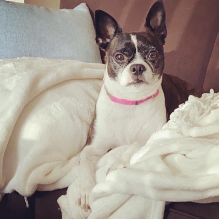 The Fur baby of the family, Lydia!