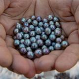 Explore the pearl farm