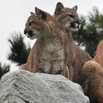 Cougar Mountain Zoo