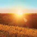 Wineries of Old Mission