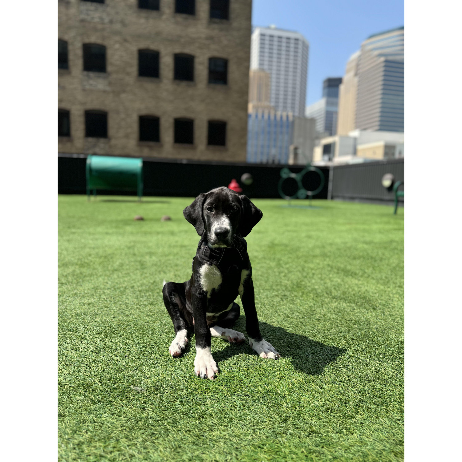 6.16.24 We brought home our newest family member, Lucky!