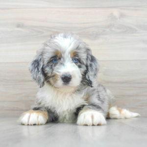 Our New Puppy