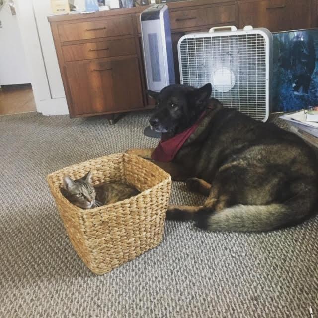 Our girls, Xena and Pearl
