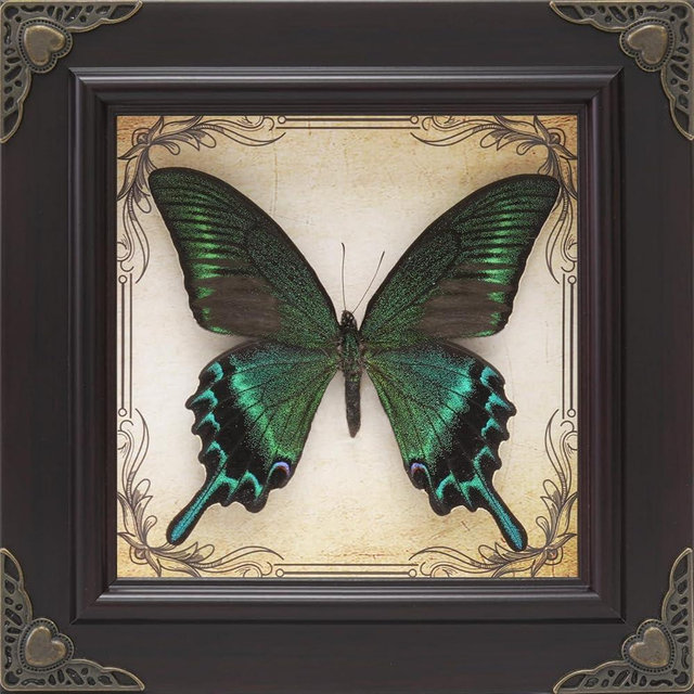 RISDORAY Handmade Real Butterfly Framed with 5 Pieces Gift Set - Gothic Home Decor and Vintage Frame - Butterflies Taxidermy Shadow Box Collection (Green-Banded Queen Butterfly)