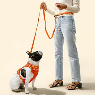 Luna Medium 6-in-1 Waterproof Hands-Free Leash & Collar