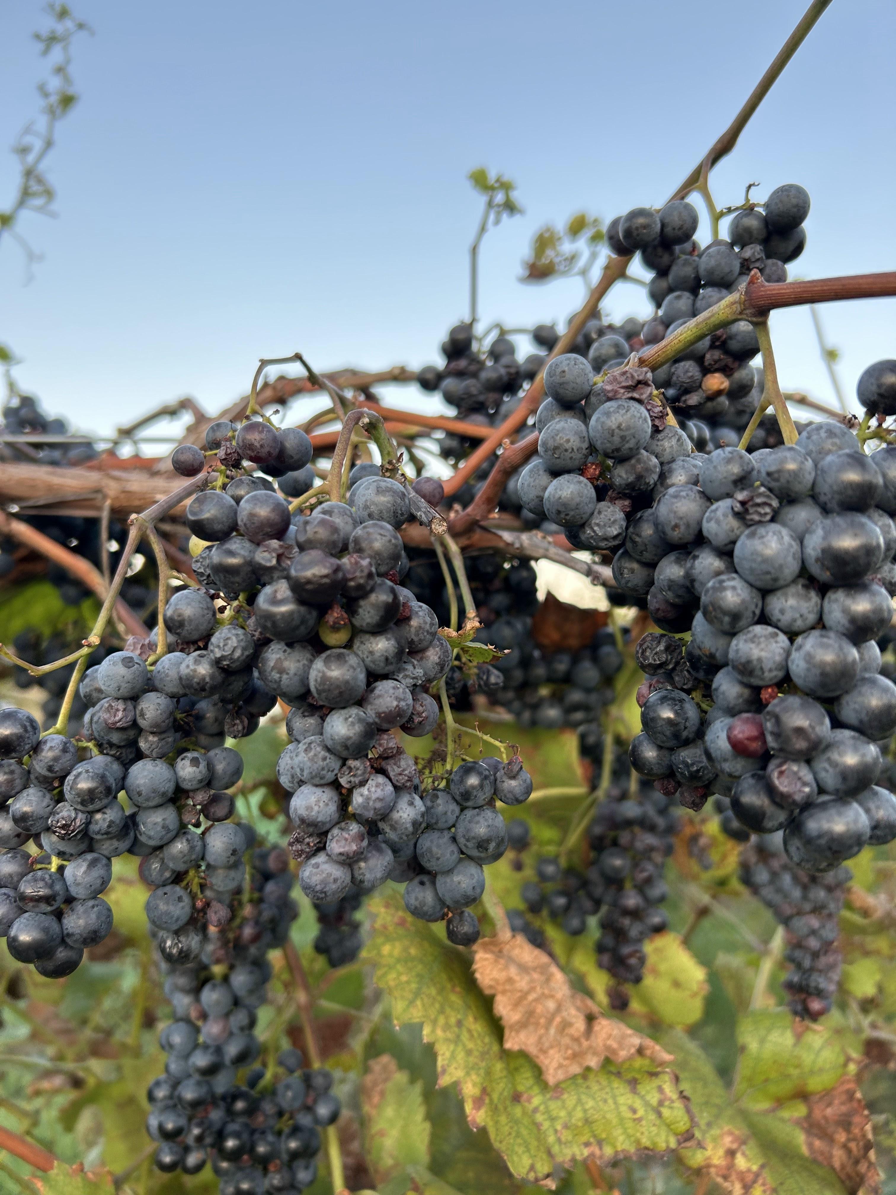 The Wedding Website of McKenna Andrews and Robert Holzschuh