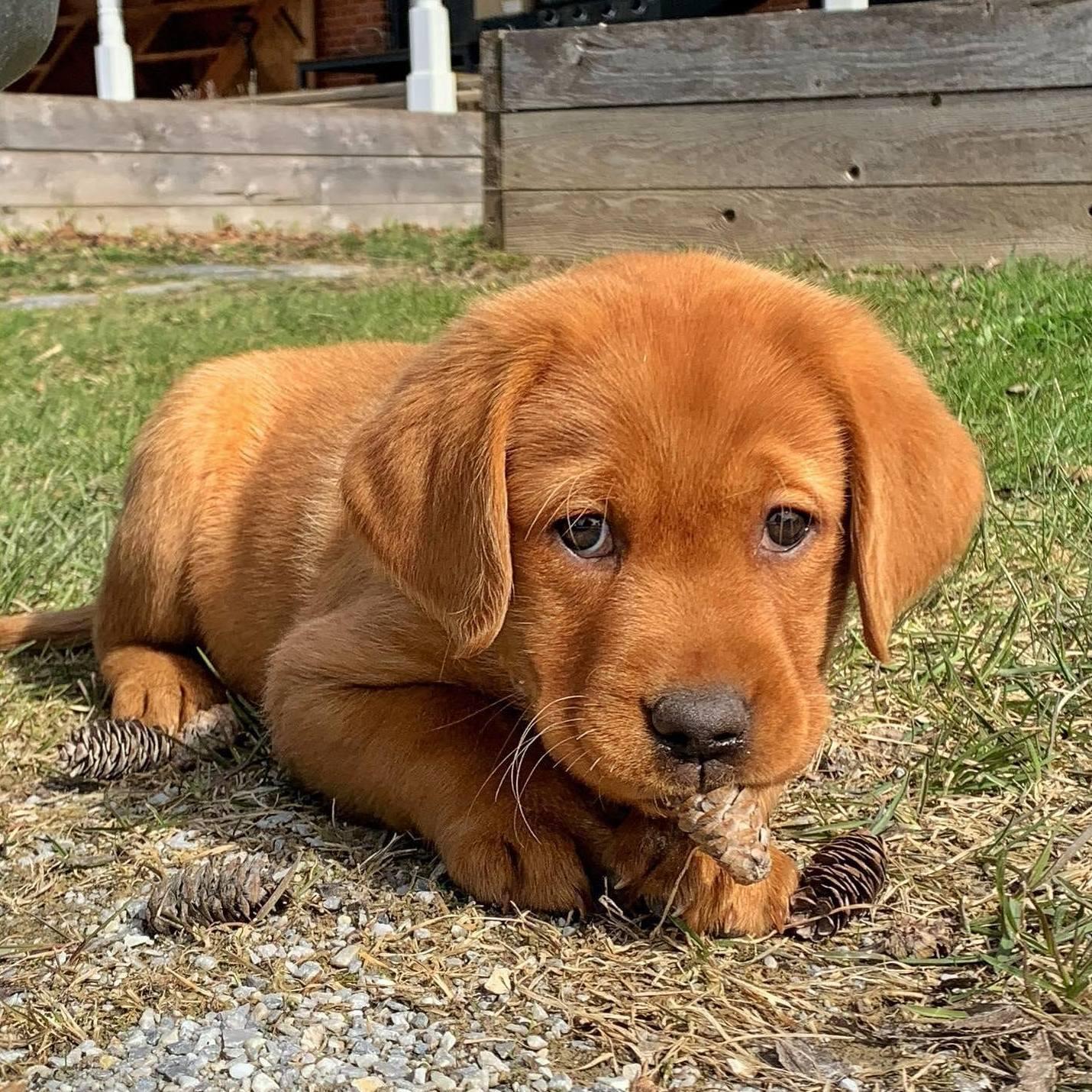 Brought home our baby Oakley on 4/20/2022