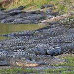 Myakka River State Park