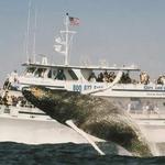 Go Whale Watching