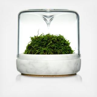 Sanctuary S Mossarium with Moss