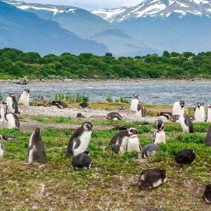 Entre Pingüinos en Tierra del Fuego