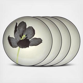 Colorwave Accent Plate, Set of 4